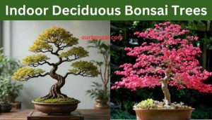Indoor Deciduous Bonsai Trees