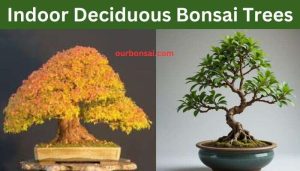 Indoor Deciduous Bonsai Trees