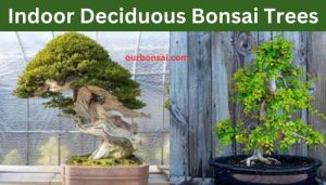 Indoor Deciduous Bonsai Trees