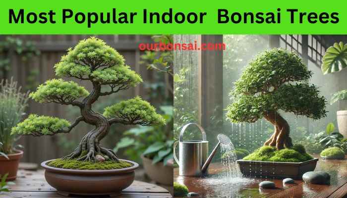 Most Popular Indoor Bonsai Trees