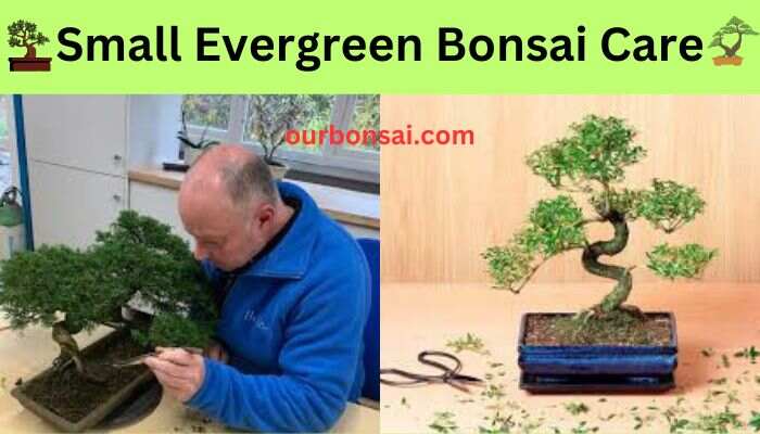 Small Evergreen Bonsai Care
