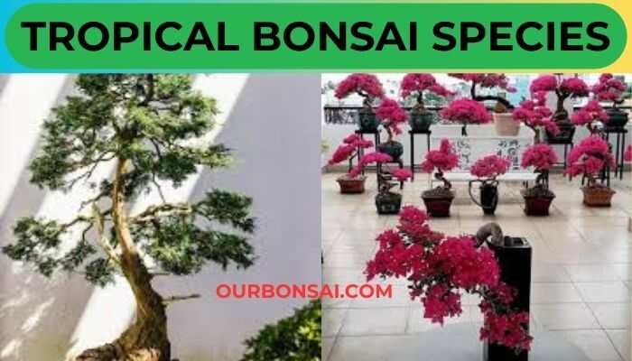 Tropical Bonsai Species