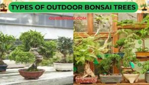 Types Of Outdoor Bonsai Trees