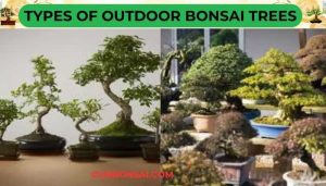 Types Of Outdoor Bonsai Trees
