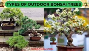 Types Of Outdoor Bonsai Trees