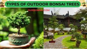 Types Of Outdoor Bonsai Trees