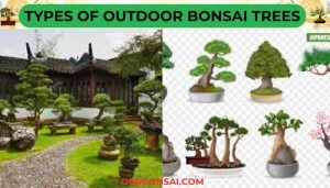 Types Of Outdoor Bonsai Trees