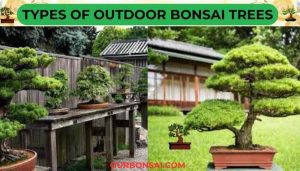 Types Of Outdoor Bonsai Trees