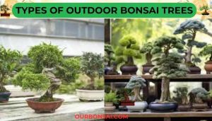 Types Of Outdoor Bonsai Trees