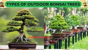 Types Of Outdoor Bonsai Trees