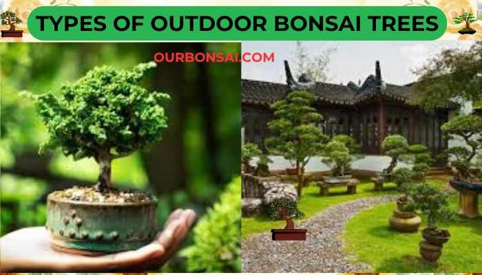 Types Of Outdoor Bonsai Trees