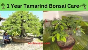 1 Year Tamarind Bonsai Care