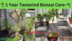 1 Year Tamarind Bonsai Care