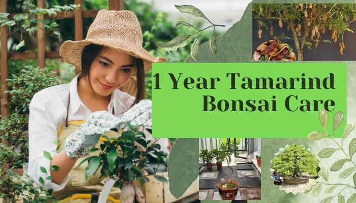 1 Year Tamarind Bonsai Care
