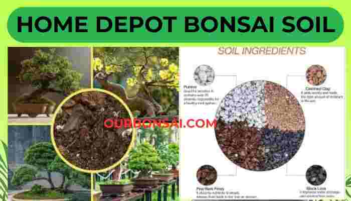 Home Depot Bonsai Soil