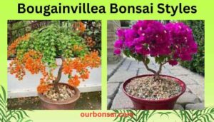 Bougainvillea Bonsai Styles