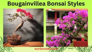 Bougainvillea Bonsai Styles
