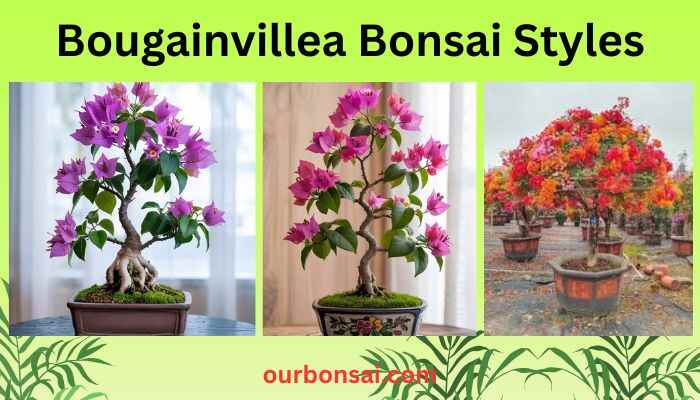 Bougainvillea Bonsai Styles