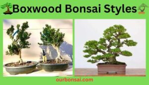 Boxwood Bonsai Styles