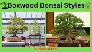 Boxwood Bonsai Styles