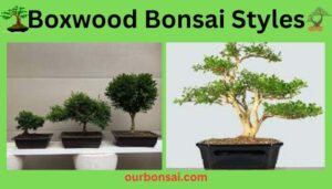Boxwood Bonsai Styles