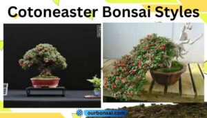 Cotoneaster Bonsai Styles
