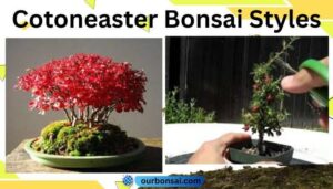 Cotoneaster Bonsai Styles