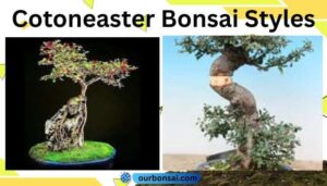 Cotoneaster Bonsai Styles