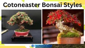 Cotoneaster Bonsai Styles