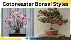 Cotoneaster Bonsai Styles