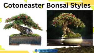 Cotoneaster Bonsai Styles