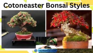 Cotoneaster Bonsai Styles