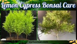 Lemon Cypress Bonsai Care