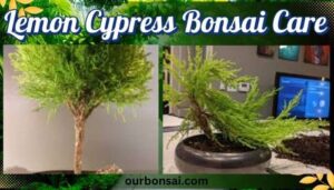 Lemon Cypress Bonsai Care