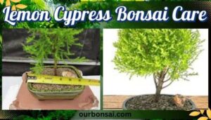 Lemon Cypress Bonsai Care