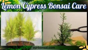 Lemon Cypress Bonsai Care