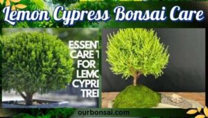 Lemon Cypress Bonsai Care