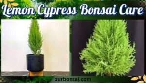 Lemon Cypress Bonsai Care