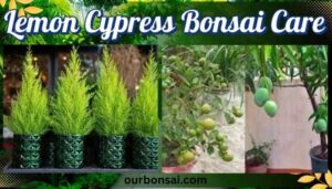 Lemon Cypress Bonsai Care