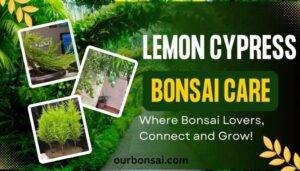 Lemon Cypress Bonsai Care