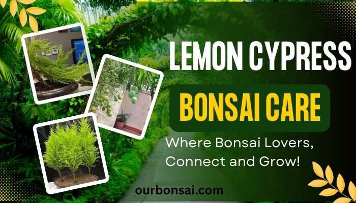 Lemon Cypress Bonsai Care