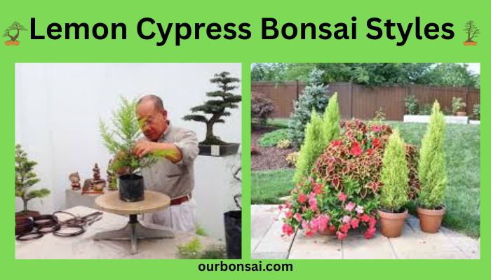 Lemon Cypress Bonsai Styles