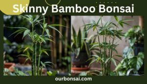 Skinny Bamboo Bonsai