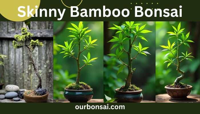Skinny Bamboo Bonsai