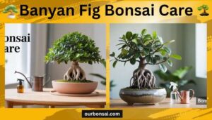 Banyan Fig Bonsai Care