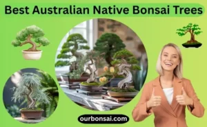 Best Australian Native Bonsai Trees