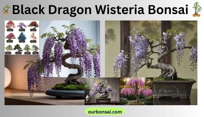 Black Dragon Wisteria Bonsai
