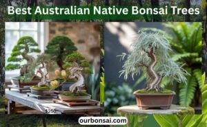 Best Australian Native Bonsai Trees