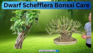 Dwarf Schefflera Bonsai Care
