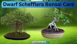 Dwarf Schefflera Bonsai Care